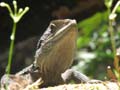 Water Dragon